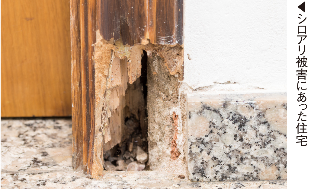 シロアリ被害で柱が消失⁉住宅の寿命を左右するシロアリ対策